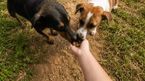 Cani aiutati da SalvaZampe