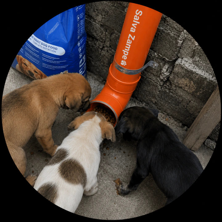 Cani che mangiano da un punto di distribuzione SalvaZampe